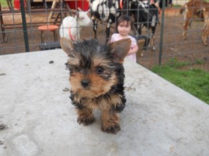 Free Yorkie Puppy Ready to go