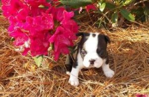 Charming Boston Terrier Puppies available and Ready for Sale