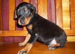 Doberman Pinscher puppies for sale