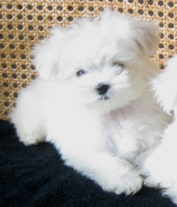 Maltese, 12 weeks old. Extremely beautiful girls and boys. looking for a new family now