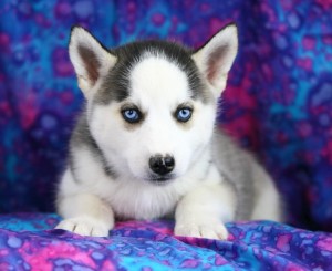 Siberian Husky puppies ready to meet a new  home!