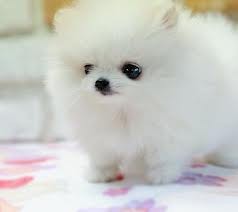 Cute Pomeranian puppies available