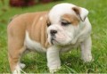 adorable english bulldog puppy bella for adoption contact for more details