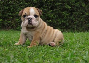 TOP QUALITY PURE BREED ENGLISH BULLDOG PUPPIES AVAILABLE FREE