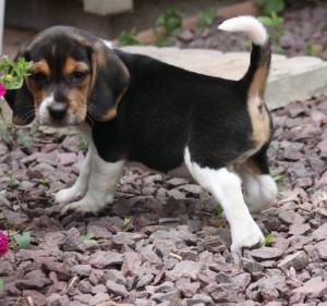 Lovely Beagle Puppies for Lovely Homes.