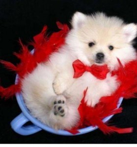 Cute And Adorable Pomeranian Puppies Ready For Adoption