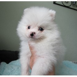 affectionate pomeranian puppies for  adoption