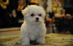 Gorgeous Teacup Maltese puppies