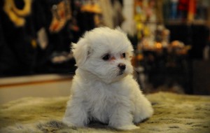 Gorgeous Teacup Maltese puppies