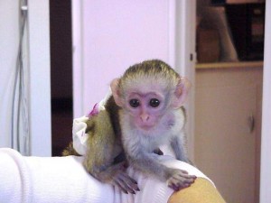 male and female capuchin monkeys for adoption