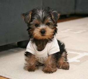 *****Outstanding Male and Female TeaCup Yorkie Puppies******