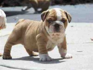 Adorable,, English bulldog,,, Puppies,, For Adoption