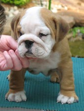 Male And Female Home Raise English Bulldog Puppies