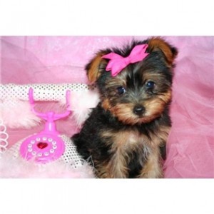 Healthy teacup yorkie  Puppies for Adoption