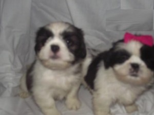 Dazzlying Shih Tzu Puppies For Adoption.