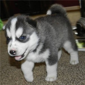 Affectionate Blue Eyes Siberian Husky Puppies