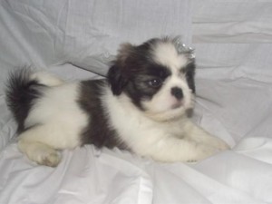 Adorable Shih Tzu Puppy for Sale