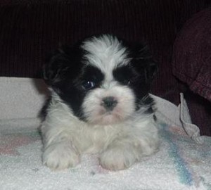 Lovely Shih Tzu for adoption