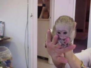 Adorable  Capuchin Monkeys Male and Female for Sale