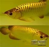 Arowana Fishes of all breed and zies for sale