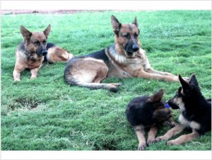 Akc German Shepherd Puppies