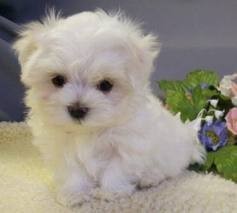 loving Male and female Maltese Puppies looking for a loving home where they can be shown lot of love and care. They are all vet