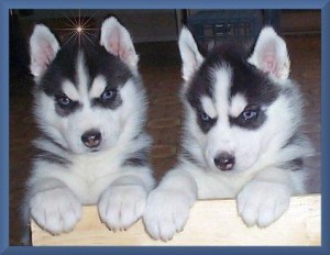 Male And Female Blue Eye Siberian Husky Puppies