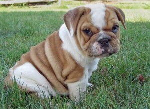 loving english bulldog puppies