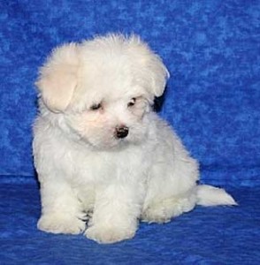 good maltese puppies for a home