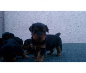 6 AKC 2male and 4female Teacup Yorkshire terrier puppies