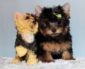 Beautiful And Adorable Yorkie Puppies For A Small Re-homing