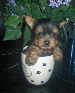 hsutling teacup yorkie puppies for adoption