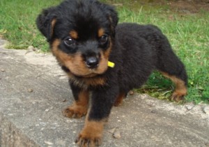 Wonderful Rottweiler puppies available for sale