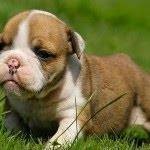 ENGLISH BULLDOG PUPPIES FOR ADOPTION