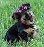 LOVELY AND ADORABLE YORKIE PUPPIES FOR ADOPTION