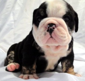 champions English bulldog puppies ready now!!