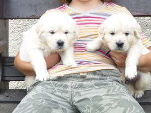 Two golden retriever puppies for adoption .