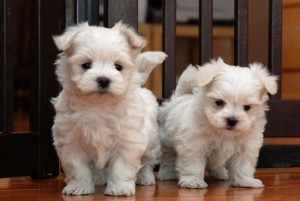 Akc Home Trained Male and Female Maltese Puppies Available