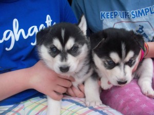 Male And Female Siberian Husky Puppies