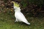 Nice and playful cockatoos for adoption.