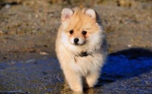 Cute pomeranian puppies