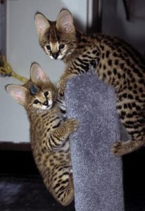 SWEET SERVAL KITTEN  FOR ADOPTION