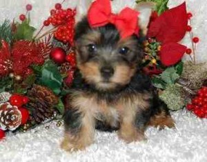 Tea Cup yorkie puppies for free adoption