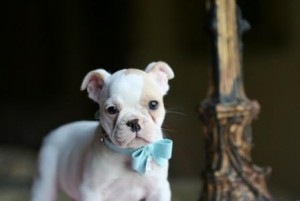 I'm selling wonderful French bulldog puppies - girls and boys.