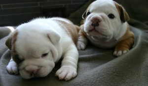 Free And Gorgeous english bulldog puppies For adoption