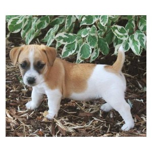 Affectionate jack Russell puppy for adoption