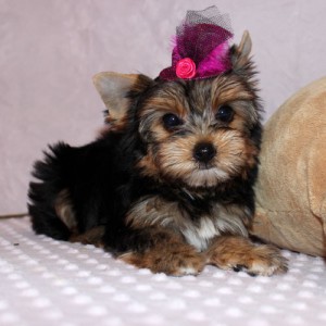 Yorkie puppies, male and female for $$500