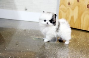 Charming male and female Pomeranian puppies now available for free adoption