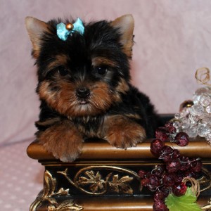 Yorkie puppies, male and female for $$500