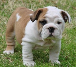 Extra Charming Male And Female English Bulldog Puppies For adoption Now Ready To Go Home.